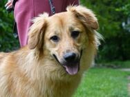 Sally sucht ein liebevolles Zuhause - Kleinostheim
