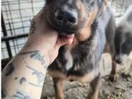 Hundekind AIVY ♥ welpentypisch verspielt - Duisburg