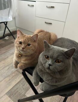 BKH Katze sucht ein neue liebvoll Zuhause ! - Duisburg