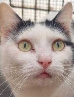 BOUNTY-1 jährige,zarte,zutrauliche Katze - Rösrath