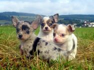Zuckersüsse XXS Mini Chihuahua Welpen 12Wo. in Sonderfarben Blue-Tan Merle Schokomerle - Birstein