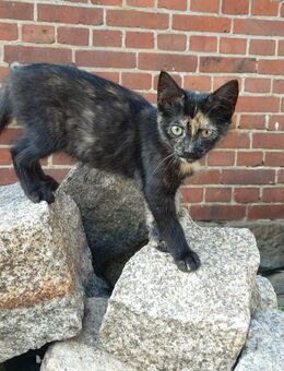 Katzenbabys / Kitten / Katzenbaby abzugeben - Wettrup
