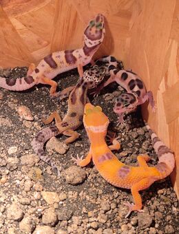 Geckos Leopardgeckos babys - Korschenbroich