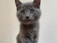 4 Kartäuser Nebelung Kätzchen - Aschaffenburg