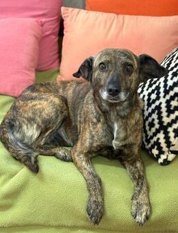 Unsere sanfte Dotty schenkt viel Liebe - Gerlingen