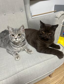 Zwei BKH Kater suchen ein neues Zuhause - Westhofen