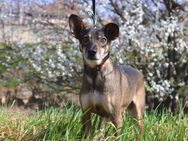 Traumhafte Bambi❤️in 19246 Zarrentin - Rott (Inn)