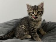 Süße BKH Babykatzen abzugeben 🐾 - Waltrop