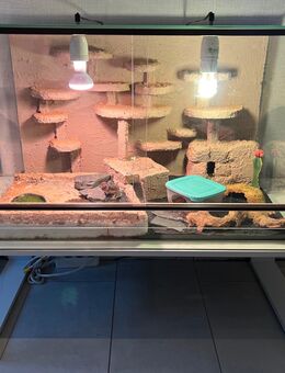 Terrarium mit Leopardgecko zu verkaufen - Neubukow Zentrum