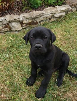 Schwarzbrauner Labrador-Mix Welpe männlich - Günstedt