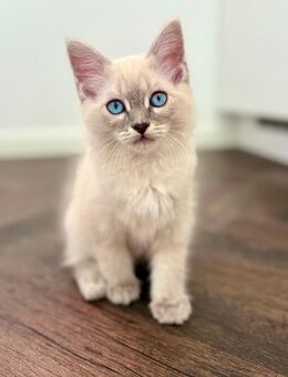 Ragdoll/Heilige Birma Kitten - Kater abgabebereir - Ingolstadt