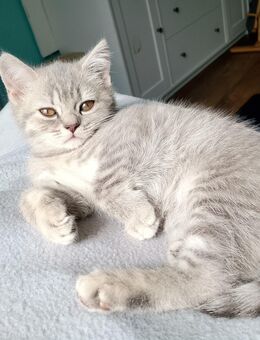 BKH Kitten Britisch Kurzhaar Katzen Kater Schwarz Grau Tabby - Recklinghausen