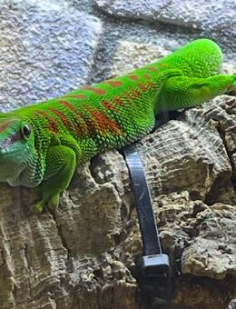 Madagaskar Taggecko Weibchen - Hamm