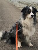 Deckrüde Australian Shepherd Mini Aussi in 91325