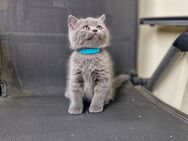 BKH Kitten Reinrassige - Ginsheim-Gustavsburg