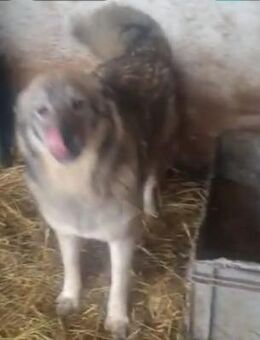 liebe,kastrierte Amica,25 kg, im Zwinger - Abensberg