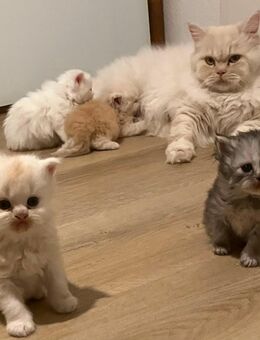 BLH Britisch Langhaar Kitten in weiss, fawn und tricolor - Rothenburg (Tauber)
