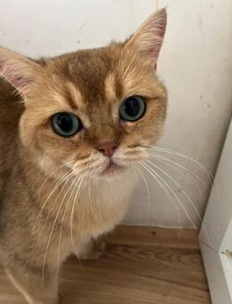 Carlos sucht ein Zuhause - Enger (Widukindstadt)