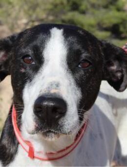 Marta - liebevolle, aktive Junghündin V - Ludwigshafen (Rhein)