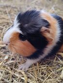 Meerschweinchen Weibchen 8 Wochen in 24327