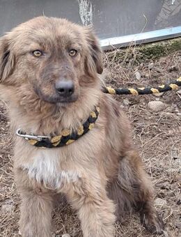 🌟Troy Dein treuer Begleiter!🌟 - Eislingen (Fils)