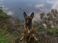 Belgischer Schäferhund malinois - Calau