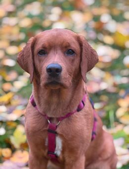 Labrador Hündin 10 Monate alt - Stammbach