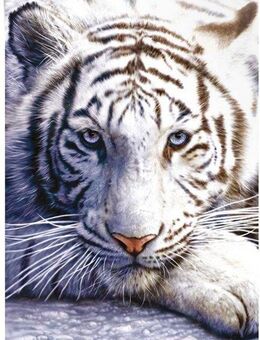 Reinders! Poster Weißer Tiger, (1 St)