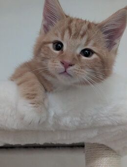 2 Edelmix Maine Coon BKH Kitten Geschwisterpärchen - Altötting