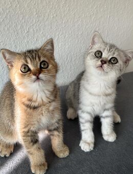 BKH Kitten suchen liebevolles Zuhause - Hopsten