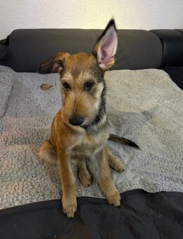 Berger de Picard Welpe - Furth