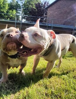 American Bully Welpen - Kröpelin Zentrum