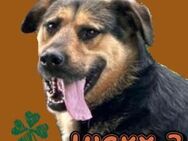 LUCKY 3 sucht Familienanschluss - Gefrees