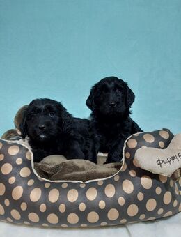 Goldendoodle - Golden Doodle Welpen - Golden Retriever x Königspudel wie Labradoodle - Lützelbach