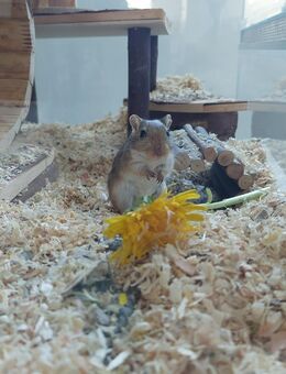 Rennmaus (weiblich) sucht ein neues Zuhause. - Rudolstadt