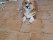 Ein kleiner Hund - Münster