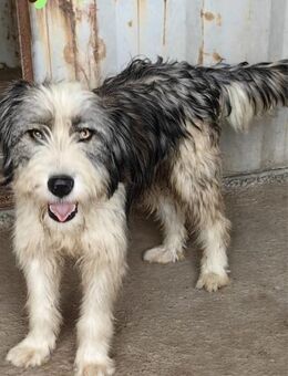 Azur - mit den Bernsteinaugen - Rinteln