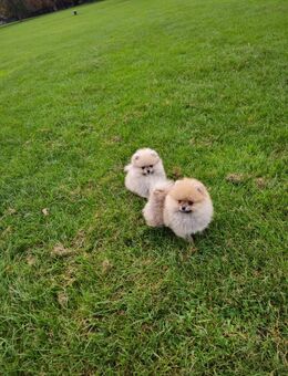 Kleine Pomeranian suchen ihre neue Familie - Köln