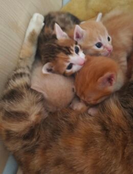 Bengal Mix kitten - Schweitenkirchen