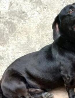 Tapi sucht seine Herzensmenschen - Olsberg