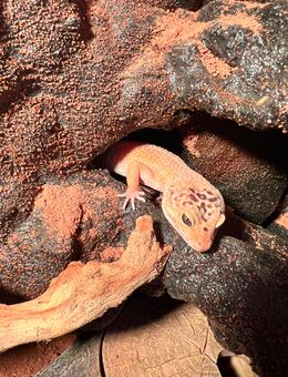 Leopardgecko Dame mit Terra - Duisburg