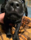 Zuckersüse reinrassige Labrador (❤️LABIBI❤️)Welpen in 06577