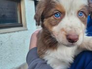 Border Collie Australien Shepherd Welpen - Eisfeld