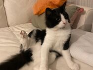 Hauskatzen 2 Jahre alt abzugeben - Köln