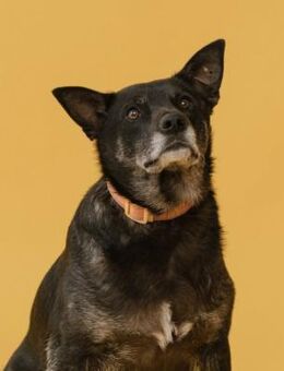 Ash - Toller Rüde sucht ein Zuhause - Berlin