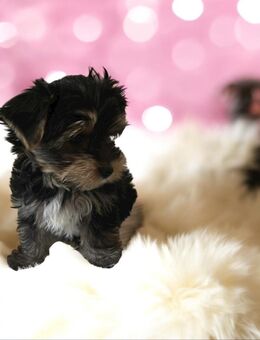 Yorkshire Terrier Mini Welpen - Osterholz-Scharmbeck