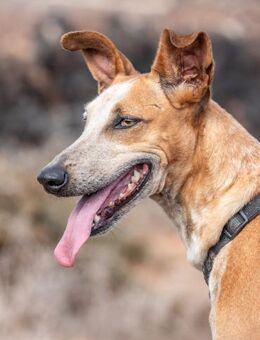 Luna - sucht sportliche Leute - Bochum