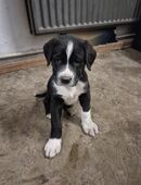 Reinrassige Alabai-Welpen abzugeben in 37235