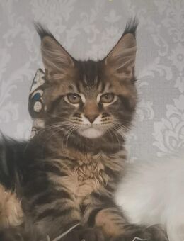 Traum Maine Coon Katerchen Jack mit Stammbaum sucht... . - Freiensteinau