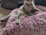 BKH Kitten - Ebersbach-Neugersdorf Ebersbach